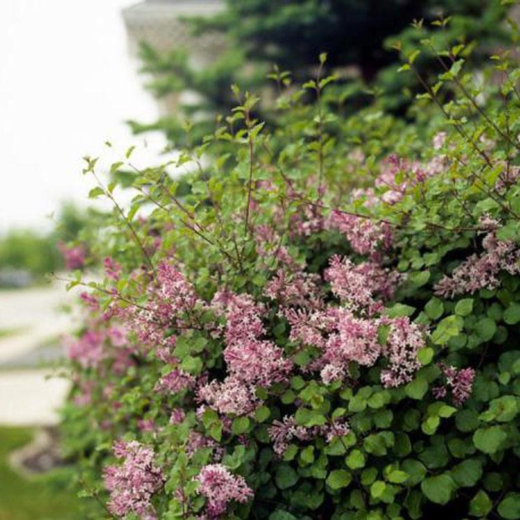 临沂丛生丁香  丁香花  丁香苗直销 基地直销