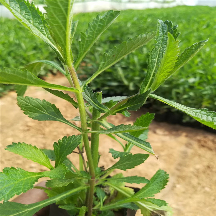 柳叶马鞭草 马鞭草批发价格