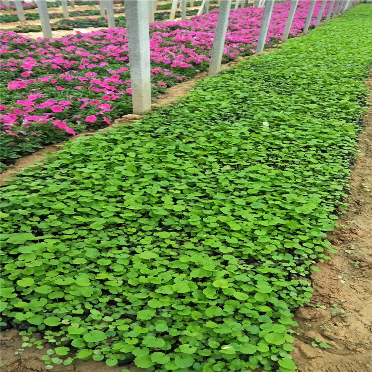 二月兰报价 二月兰供应 基地种植二月兰 江瑞园艺二月兰