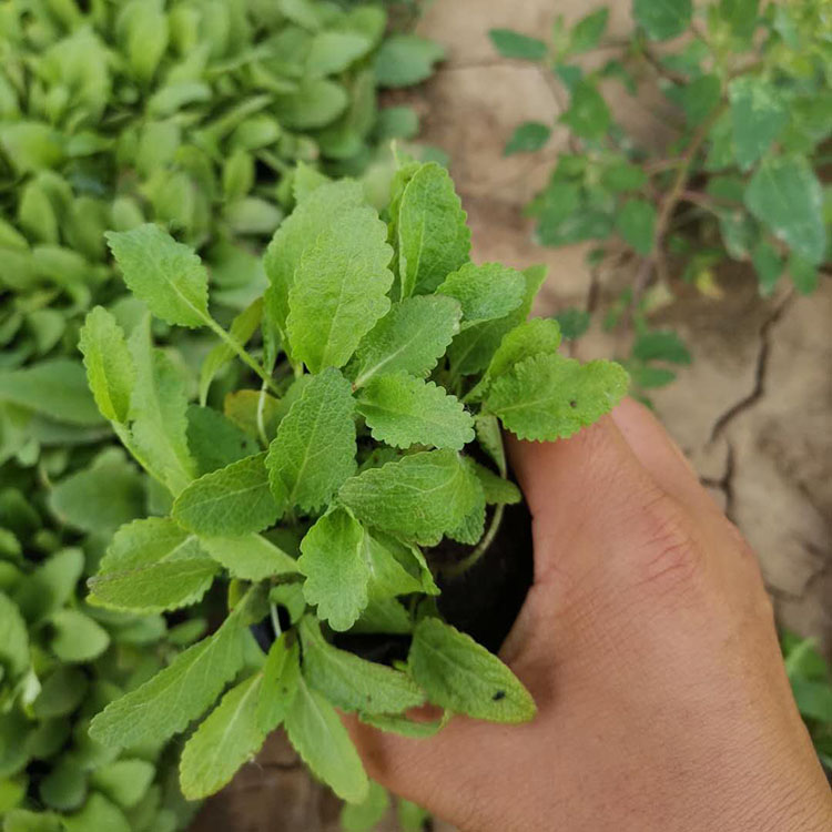 蓝花鼠尾草 鼠尾草种植基地-春琳花卉