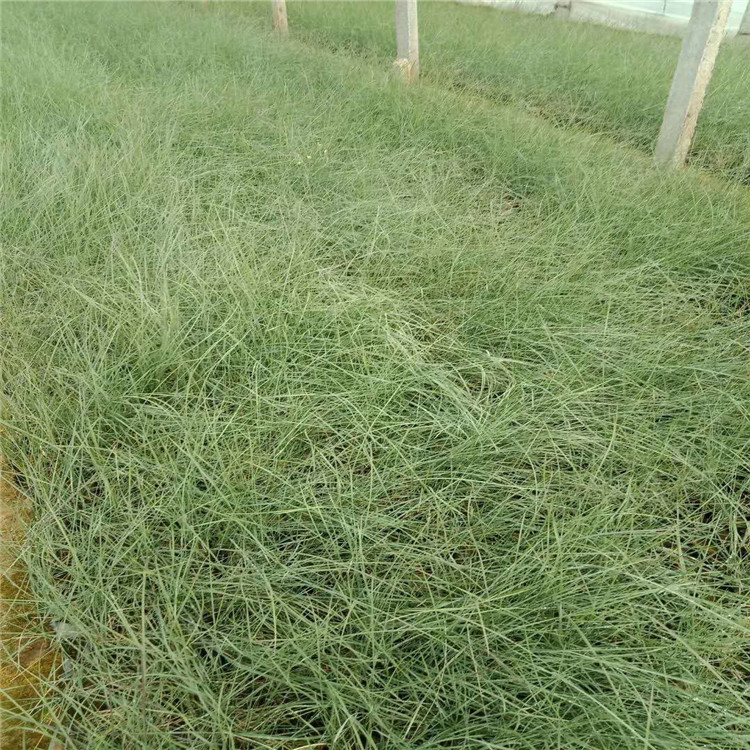 粉黛乱子草  青州春琳花卉基地供应