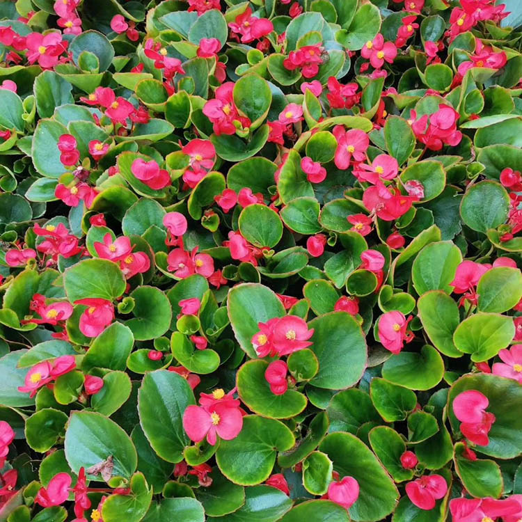 四季海棠盆栽 四季海棠种植基地 批量销售