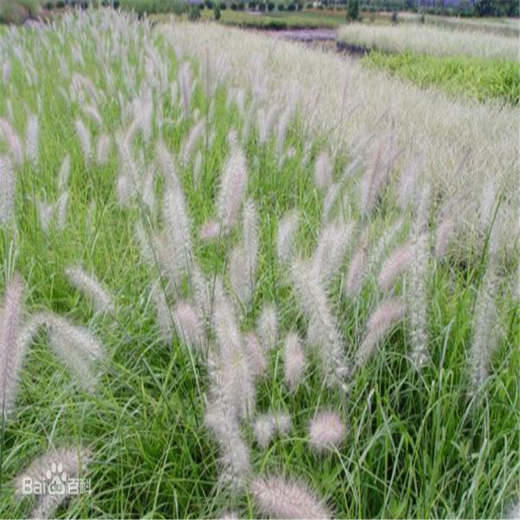 价格优惠 狼尾草批发价格 狼尾草基地