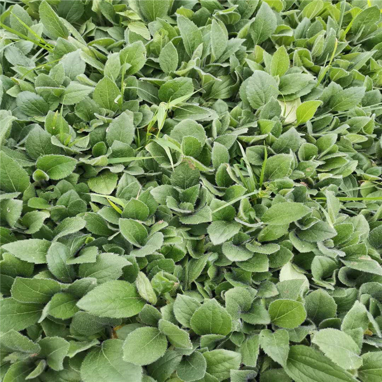 黑心菊批售 黑心菊基地 种植黑心菊