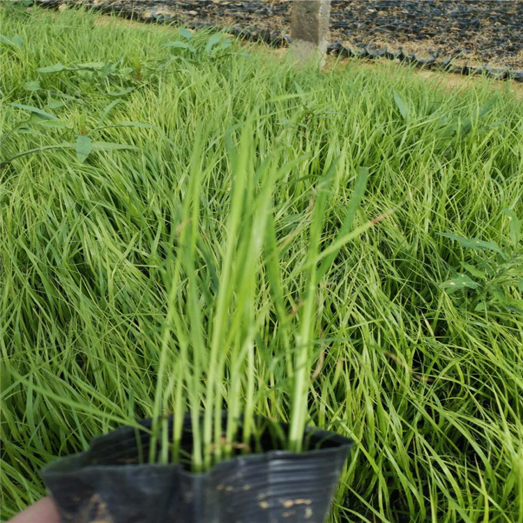 量大优惠 狼尾草报价 狼尾草价格