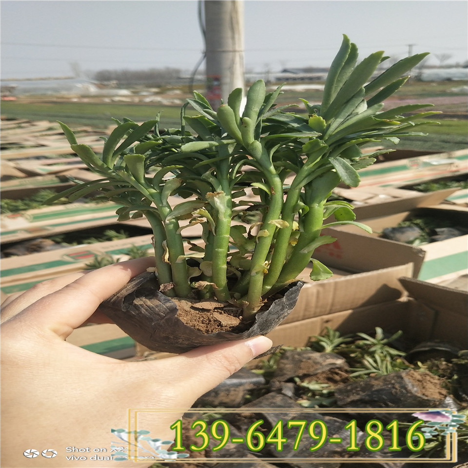 景天三七园林用途 多芽三七费菜杯苗 花期6-8月耐高温花卉