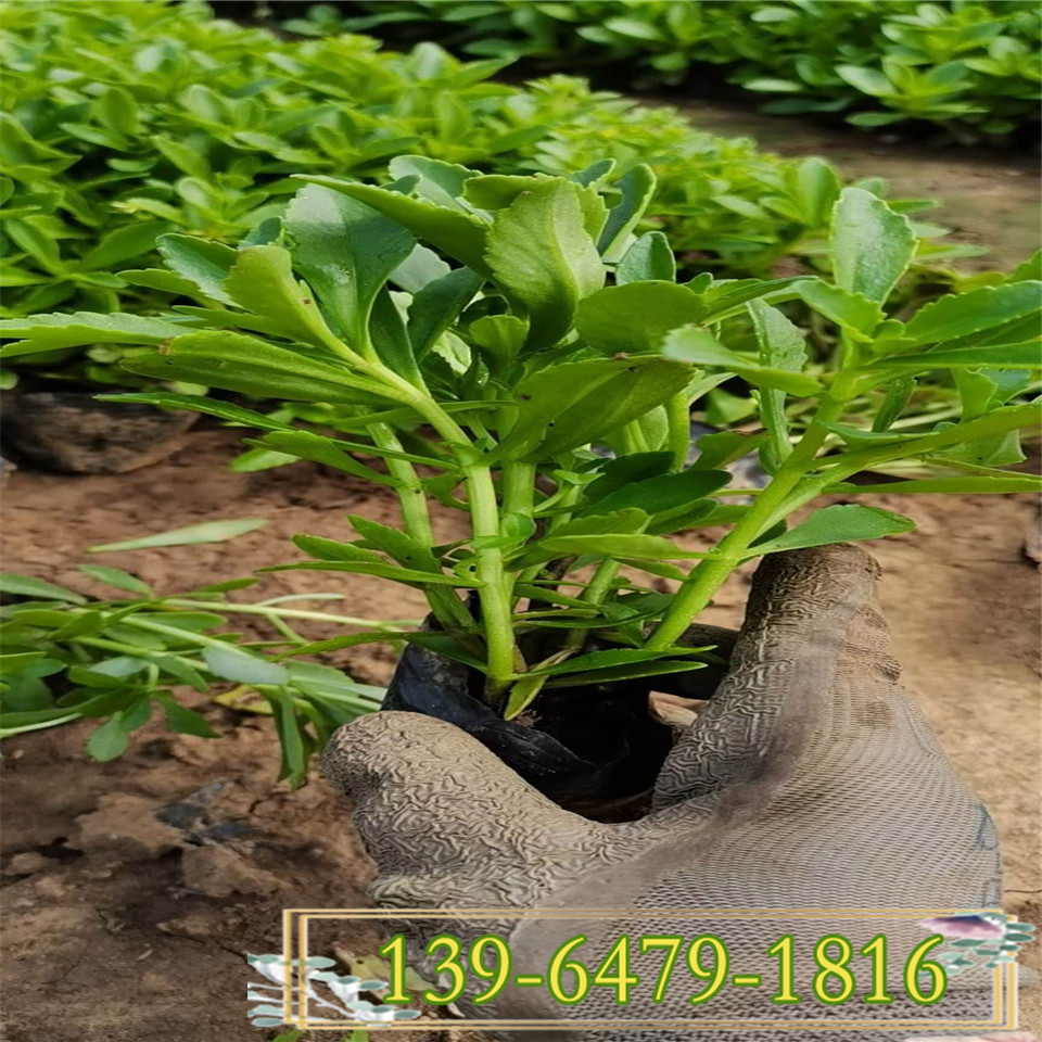 河北三七景天幼苗  公园绿化工程草花苗三七费菜