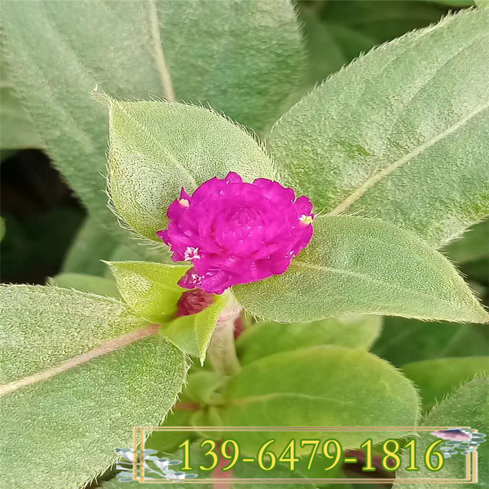山东千日红园林用途 求购千日红小苗 销售千日红价格