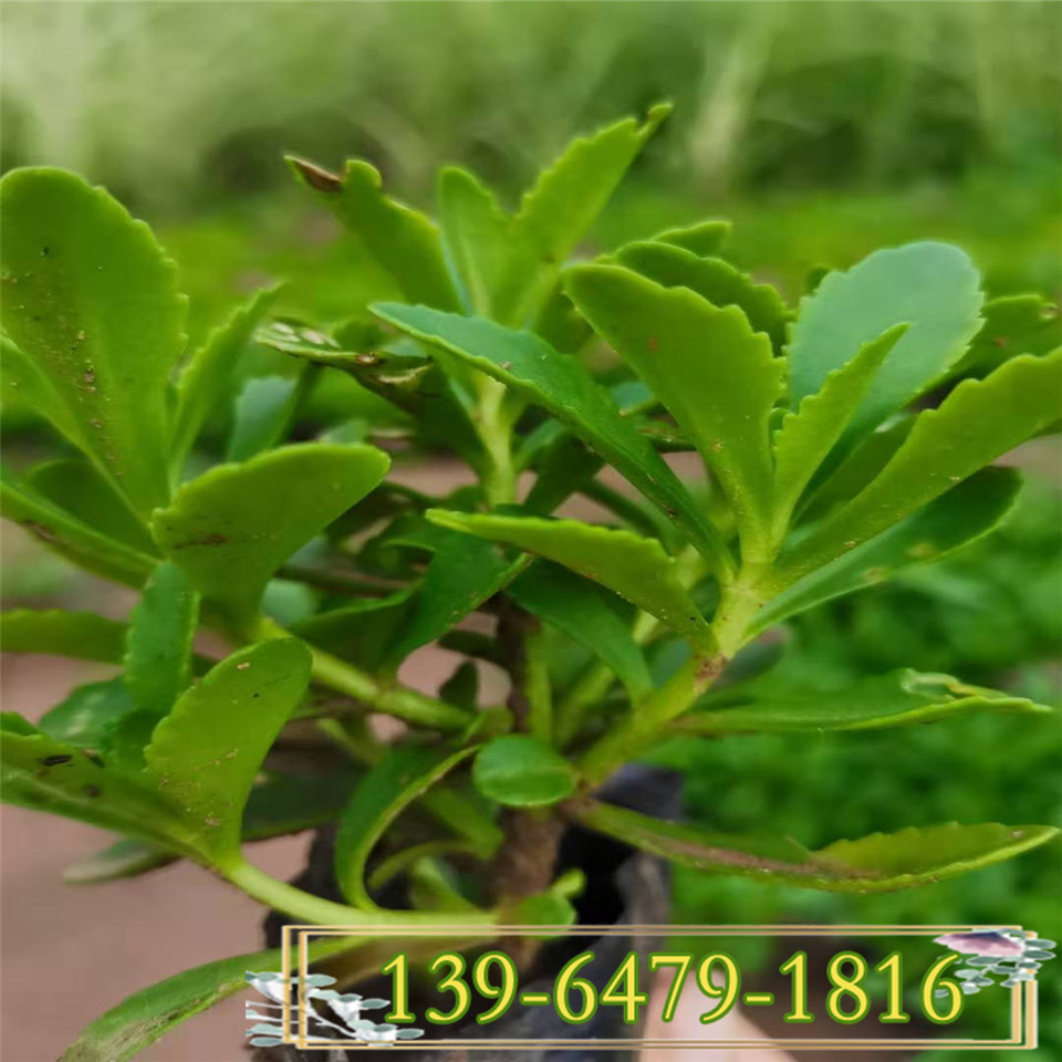 三七景天盆栽苗 三七费菜小杯苗 多肉植物三七景天