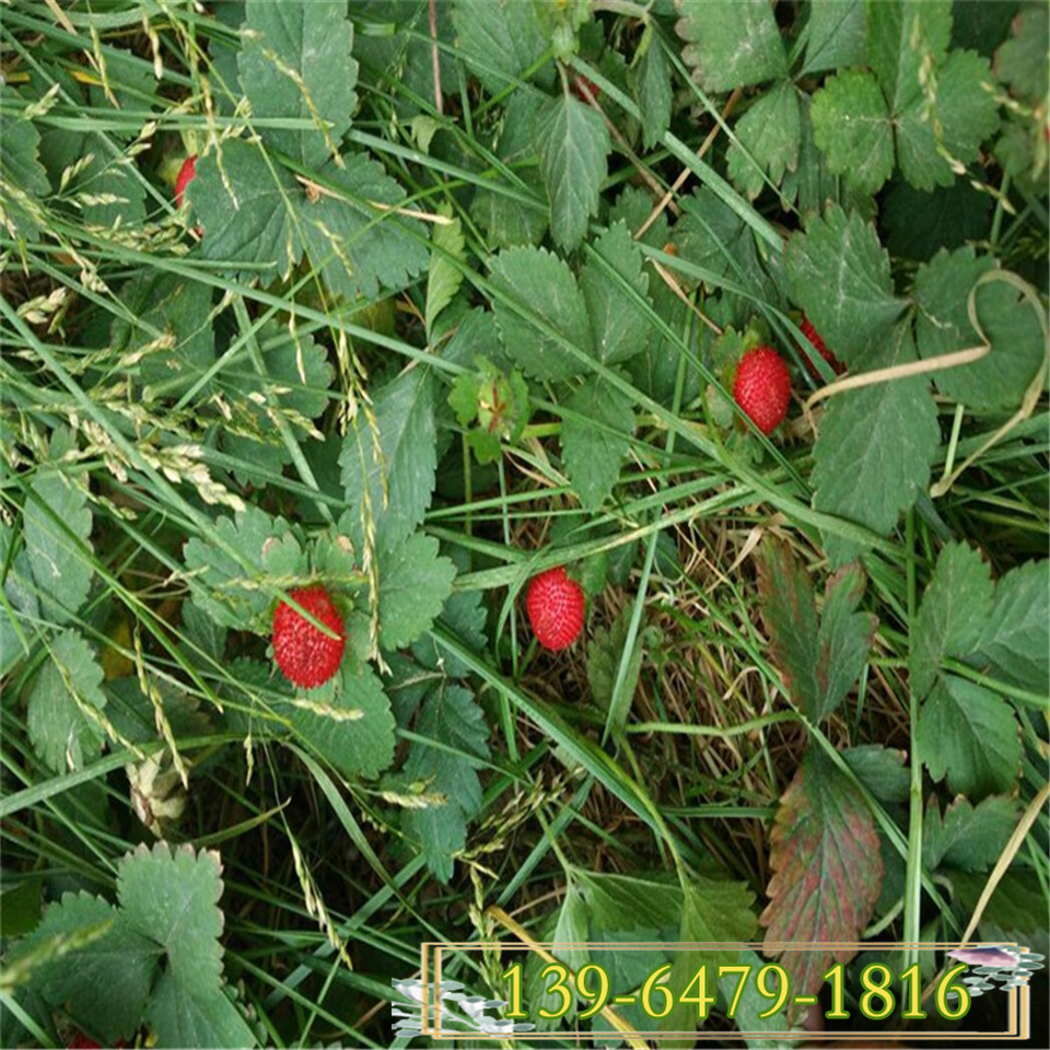 蛇莓园林用途 爬坡地被草 观果植物规格齐全基地发货蛇莓苗