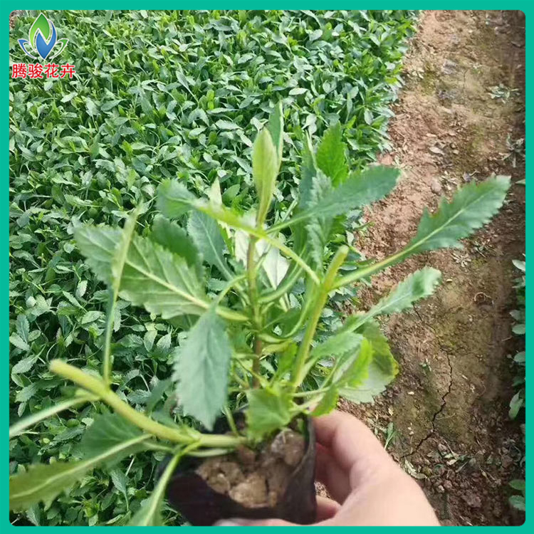 腾骏花卉 马鞭草基地 山东柳叶马鞭草 马鞭草基地