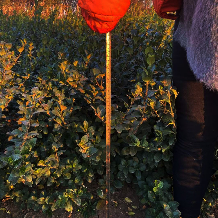 卫矛球出售 卫矛球种植基地 卫矛球批发 夏杰苗木基地