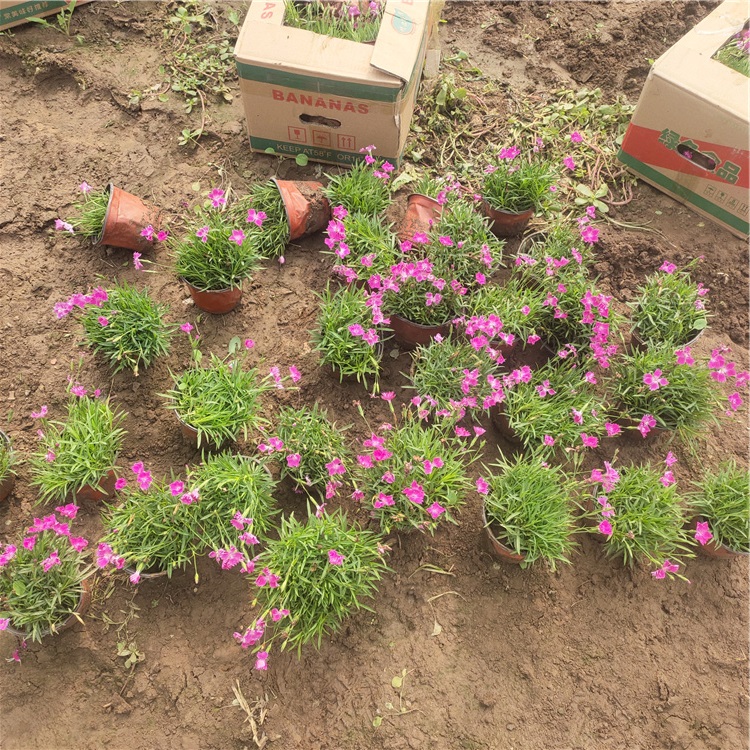 欧石竹盆栽 青州种植基地欧石竹批发  打造网红花海