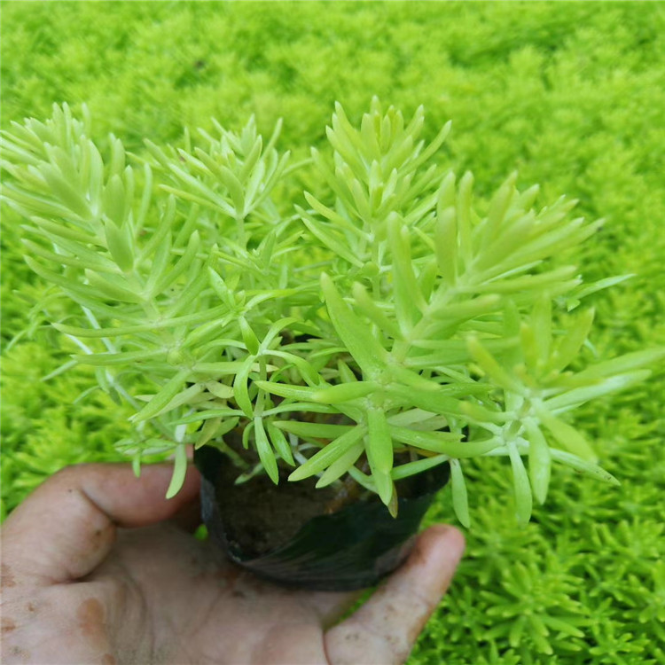 佛甲草营养杯 量大优惠 佛甲草种苗