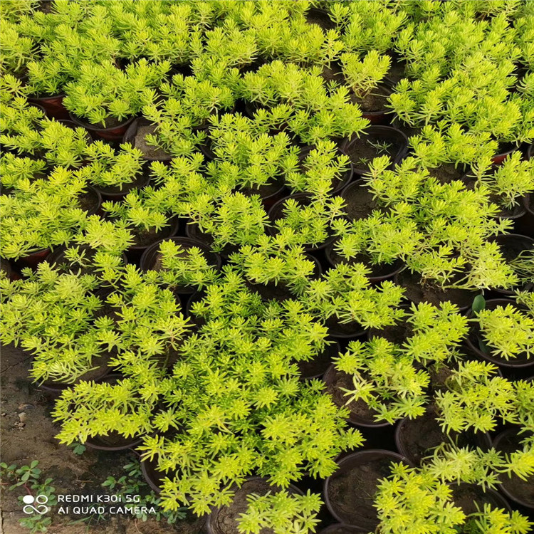 金叶佛甲草盆栽 耐热耐寒 观赏隔热绿化植物 草坪金叶佛甲草