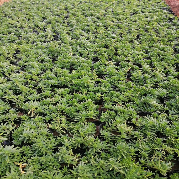 出售 佛甲草 佛甲草苗价格 墙体 屋顶绿化专用