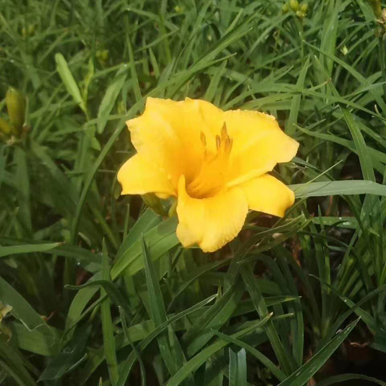 金娃娃萱草小苗 地被宿根耐寒金娃娃萱草 批量销售