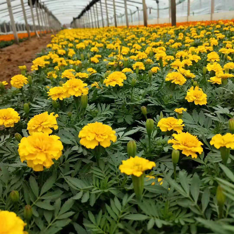 双亚孔雀草苗基地批发 观赏价值高的孔雀草苗批发