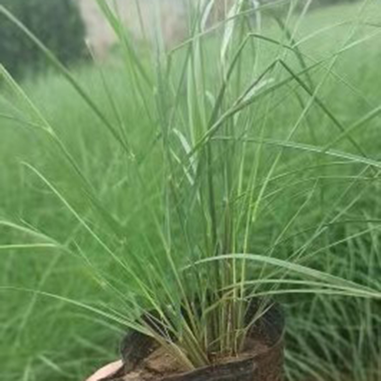 双亚粉黛乱子草 种植基地大量供应 山东粉黛乱子草