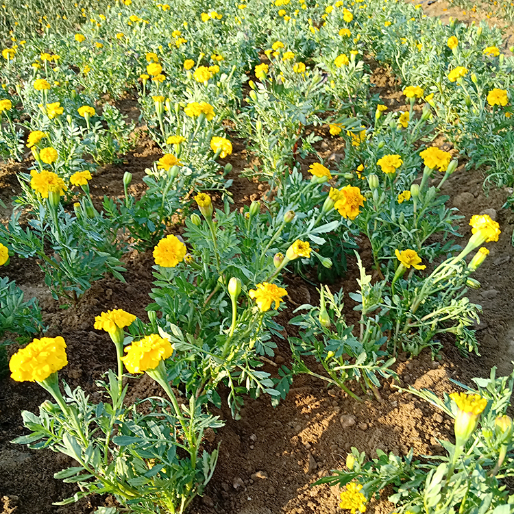 双亚孔雀草苗 绿化植被 观赏性高 厂家批发