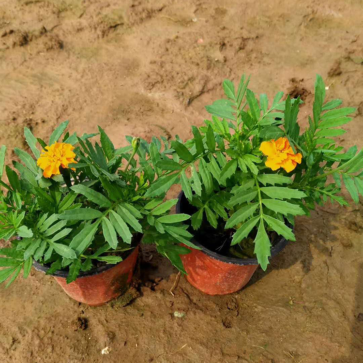 孔雀草