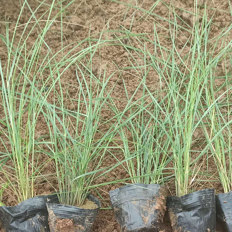 粉黛乱子草