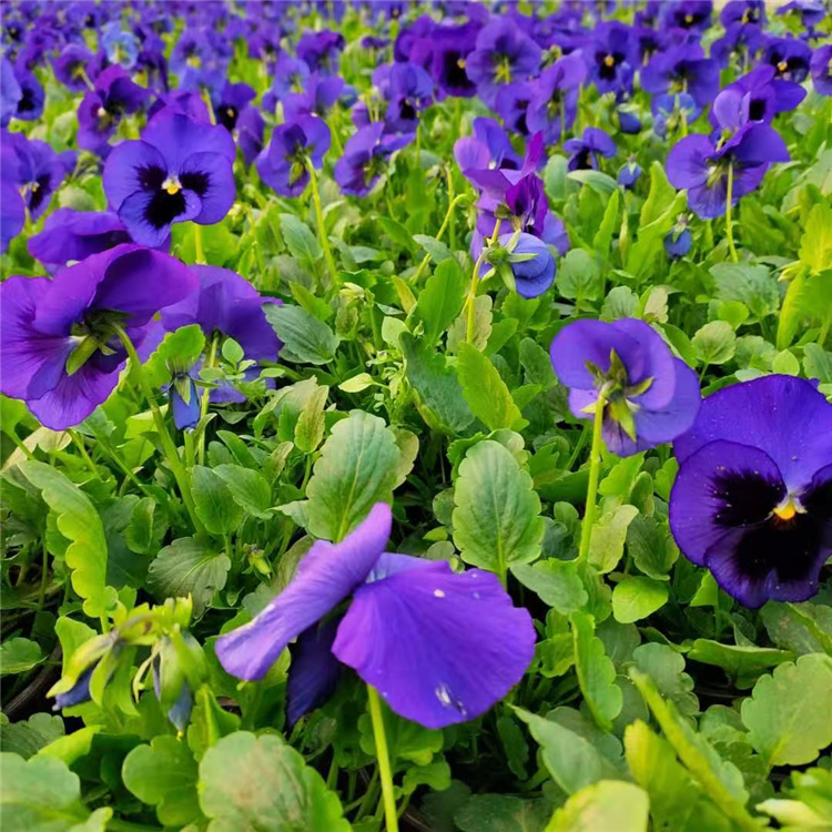 三色堇营养杯 青州草花种植基地 三色堇批发