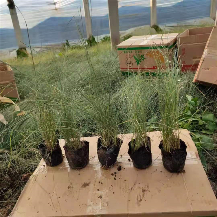 粉黛乱子草价格 青州草花粉黛乱子草营养杯 好苗供应