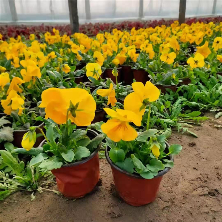 三色堇供应商 价格从优 青州宿根草花批发 三色堇杯苗