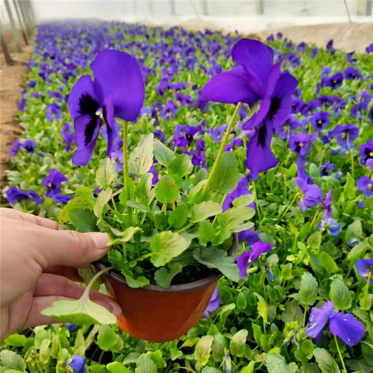 三色堇报价 顺菊花卉苗木 青州宿根草花批发 三色堇杯苗