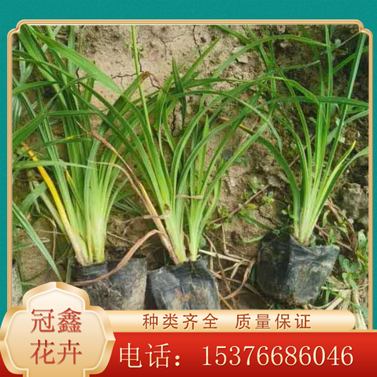 5-10月开花 大花萱草小苗培育基地 冠鑫 大花萱草批发