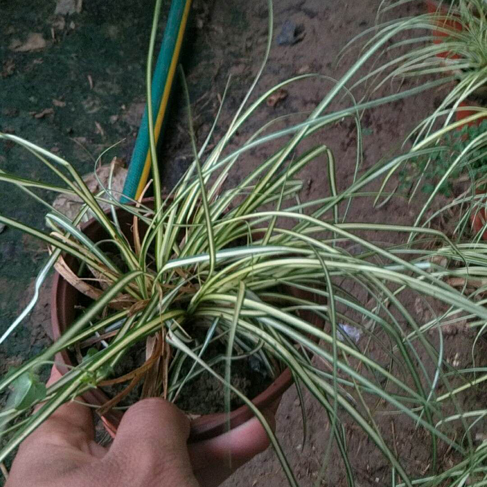 多年生草本 观叶植物 金叶苔草小苗价格 冠鑫