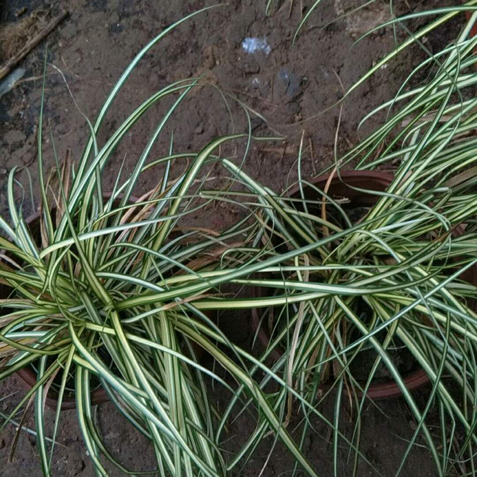 观花观叶 金叶苔草小苗盆栽种植基地 冠鑫