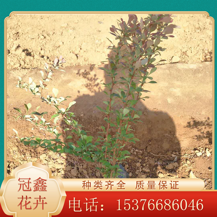 红叶小檗小苗 批发红叶小檗 红叶小檗培育