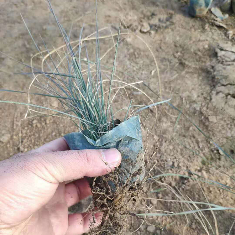园林绿化植物 蓝羊茅小苗批发 冠鑫花卉苗木基地供应