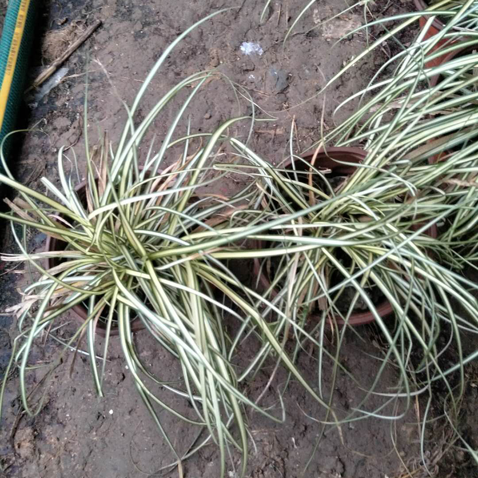 观叶植物 金叶苔草种植基地 盆栽花批发来冠鑫