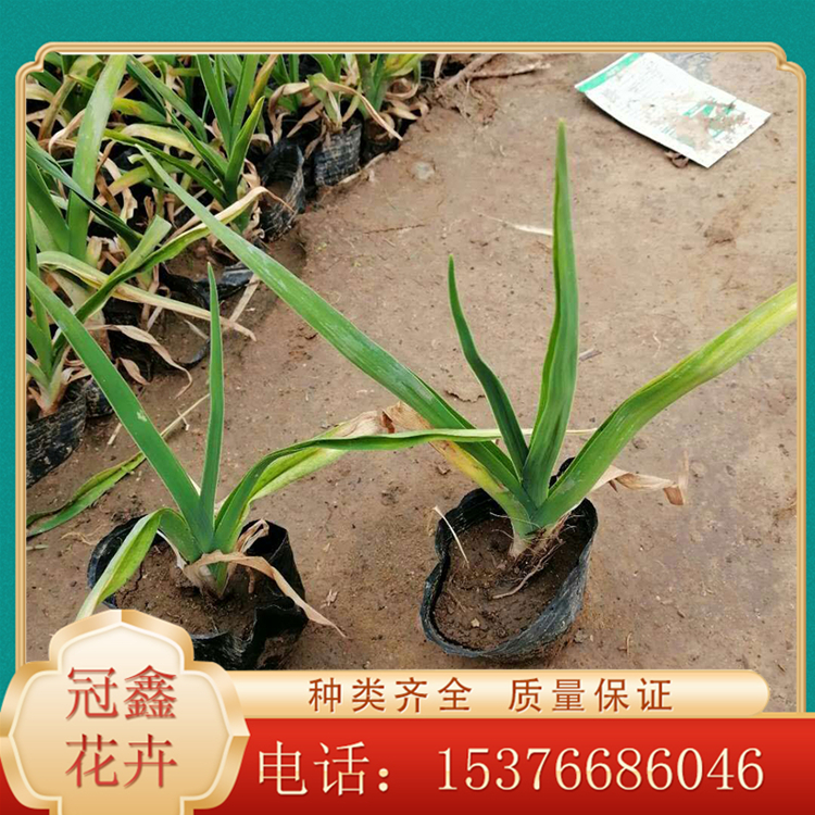 冠鑫花卉 多年生宿根草本植物 大花萱草小苗价格