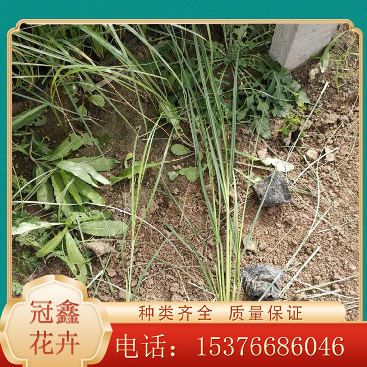 基地供应 矮蒲苇小苗 种苗 用于园林绿化或岸边栽植