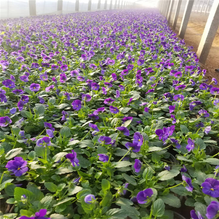 角堇 厂家供应大面积绿化苗角瑾营养钵苗 花海工程美化
