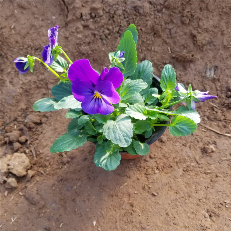 角堇量大从优 角堇绿化花卉 市场基地批发