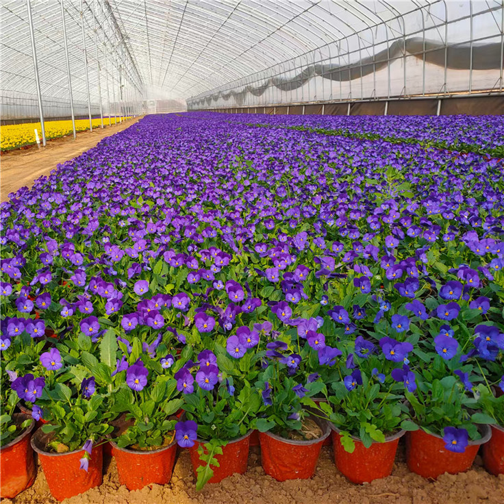 角堇 苗圃供应景观花卉角瑾营养钵苗 青州草花苗圃