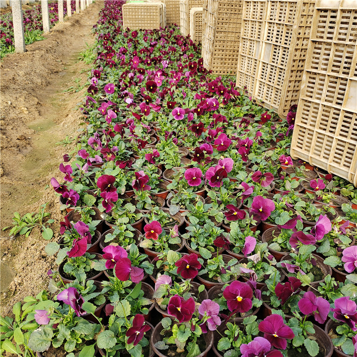 三色堇 大量批发观赏花卉三色瑾花卉 花坛景观绿化