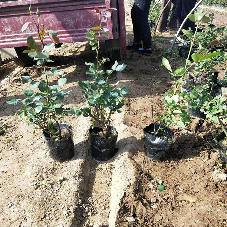 大花月季种植基地 大花月季 欢迎选购