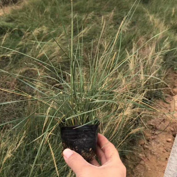 粉黛乱子草_天一花卉_粉黛乱子草小苗批发优惠
