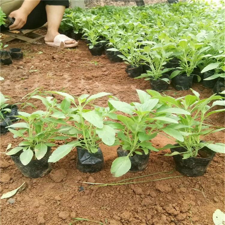 鼠尾草小苗 天一鼠尾草供应价格 鼠尾草幼苗出售