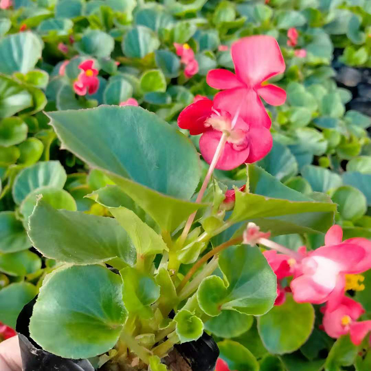 天一花卉 四季海棠小苗批发 量大价优 欢迎来电