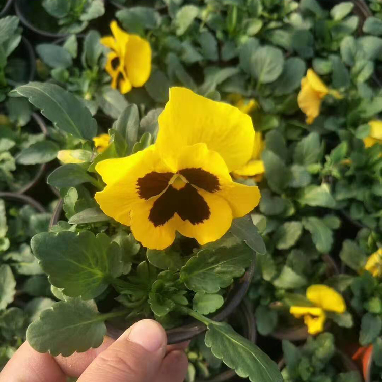 三色堇批发【荐】青州天一花卉 三色堇价格优惠