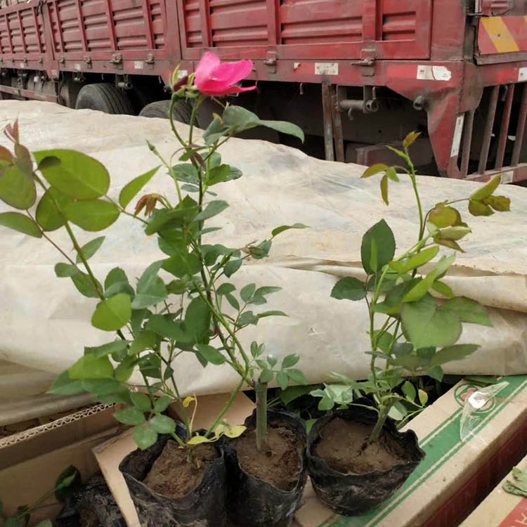丰花月季 月季小苗种植基地 天一花卉
