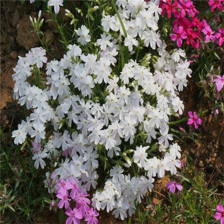 芝樱小苗批售 芝樱小苗价格 丛生福禄考 青州花卉花海