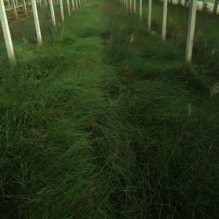青州粉黛乱子草出售 粉黛乱子草种植户 粉黛乱子草小苗 夏杰花卉